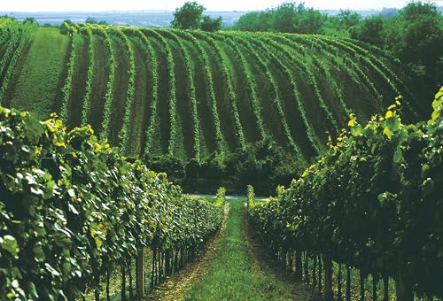 Weingut Gesellmann Blaufränkisch vom Lehm - BIO-Rotwein aus Österreich Deutschkreuz Burgenland trocken (1 x 0.75 l) - 2