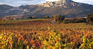 Die besten Weine aus Spanien - Das Rioja